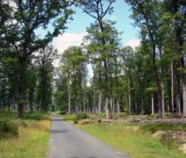 La forêt domaniale de Châteauroux