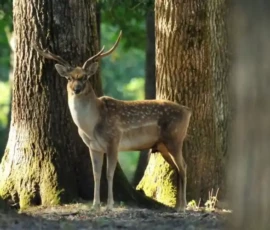 La réserve zoologique de la Haute Touche (36)